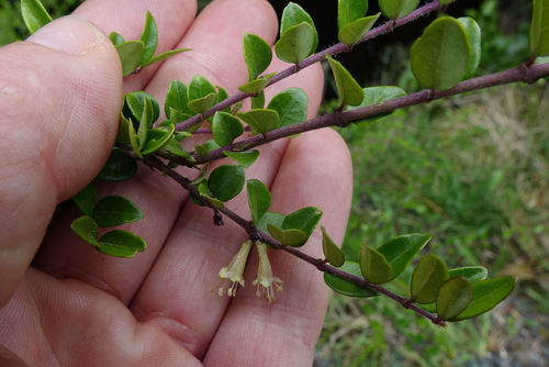 Lonicera ligustrina (Lonicera ligustrina)