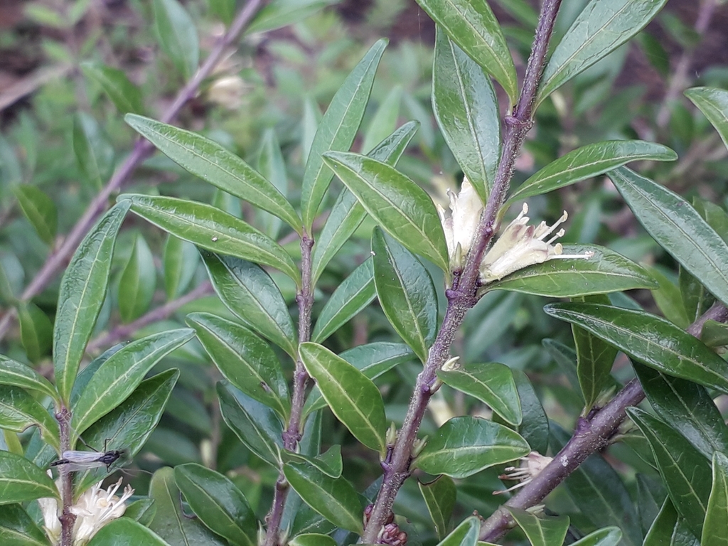 Lonicera ligustrina (Lonicera ligustrina)