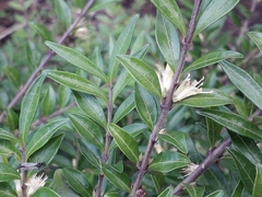 Lonicera ligustrina (Lonicera ligustrina)