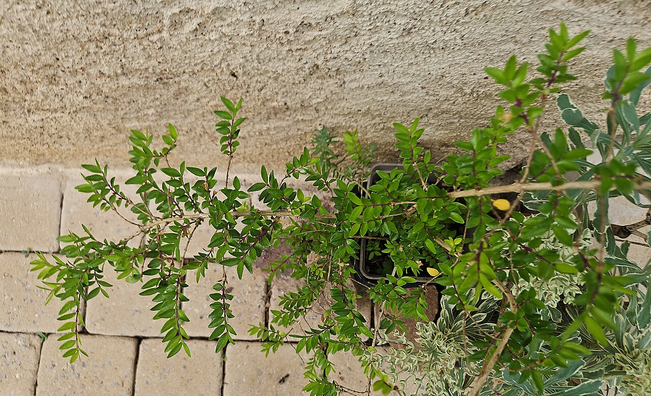 Lonicera ligustrina: Lonicera ligustrina, chèvrefeuille du jardin