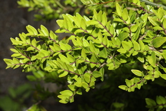 Lonicera ligustrina (Lonicera ligustrina)