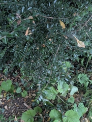 Lonicera ligustrina (Lonicera ligustrina)