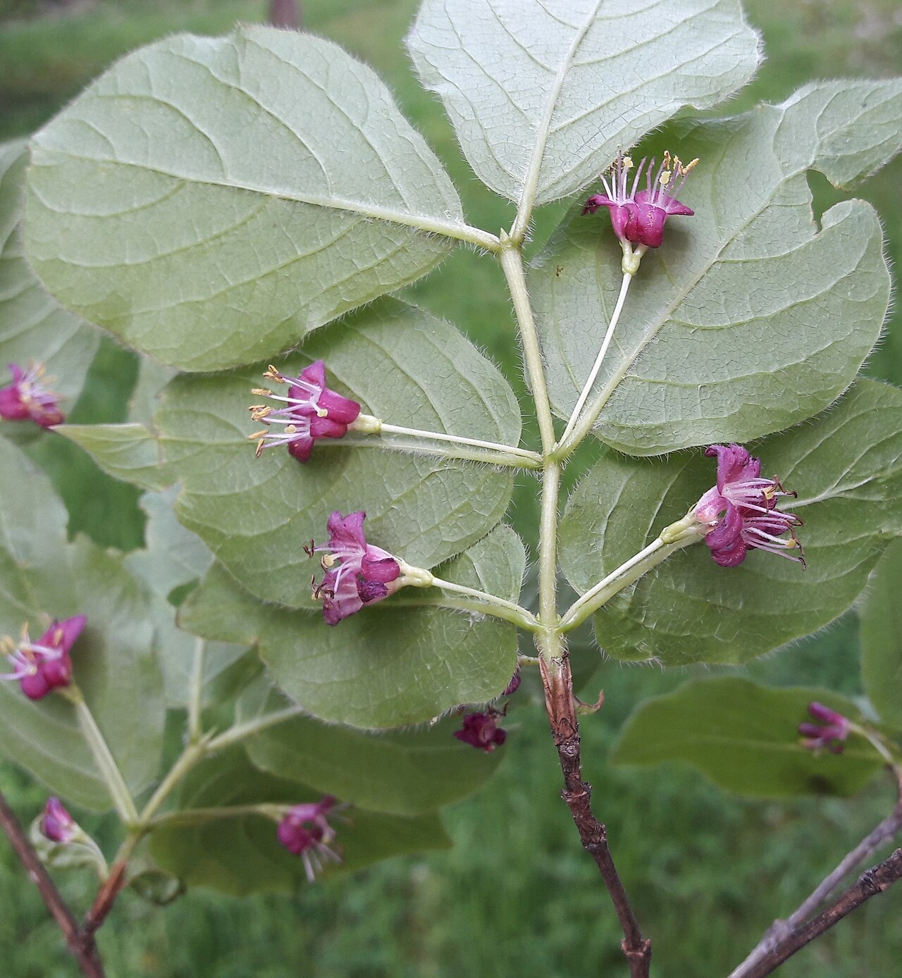 Lonicera maximowiczii: Lonicera maximowiczii