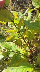 Lonicera maximowiczii (Lonicera maximowiczii)