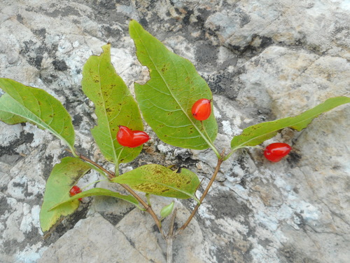 Lonicera maximowiczii (Lonicera maximowiczii)