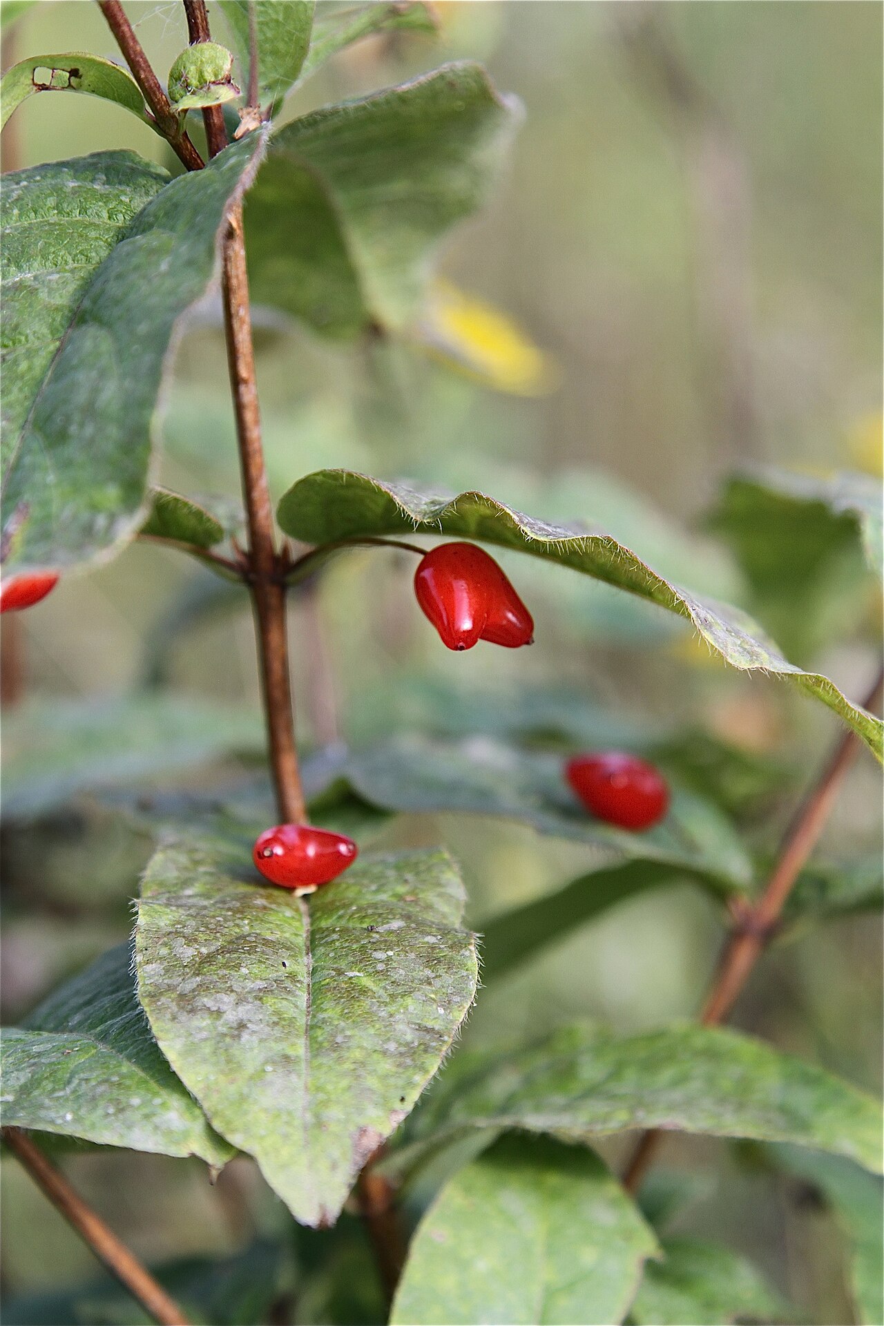 Lonicera maximowiczii: Жимолость Максимовича. г. Облучье