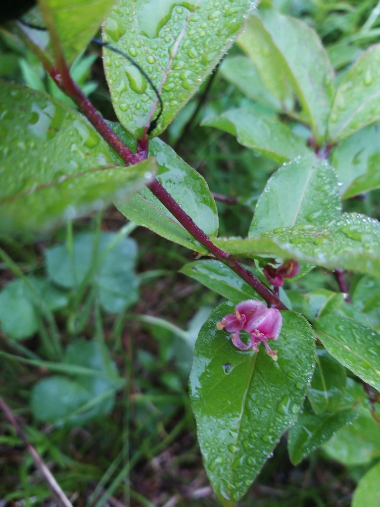 Lonicera maximowiczii (Lonicera maximowiczii)
