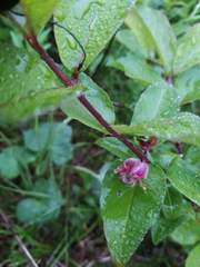 Lonicera maximowiczii (Lonicera maximowiczii)