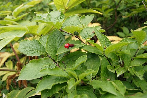 Lonicera maximowiczii: Lonicera sachalinensis