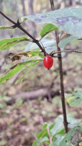 Lonicera maximowiczii (Lonicera maximowiczii)