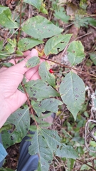 Lonicera maximowiczii (Lonicera maximowiczii)