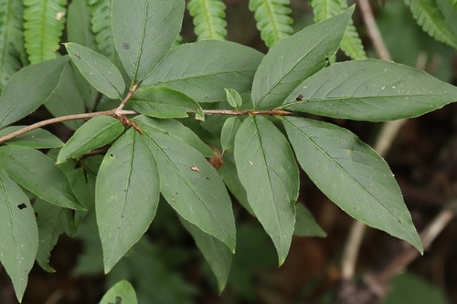 Lonicera maximowiczii (Lonicera maximowiczii)