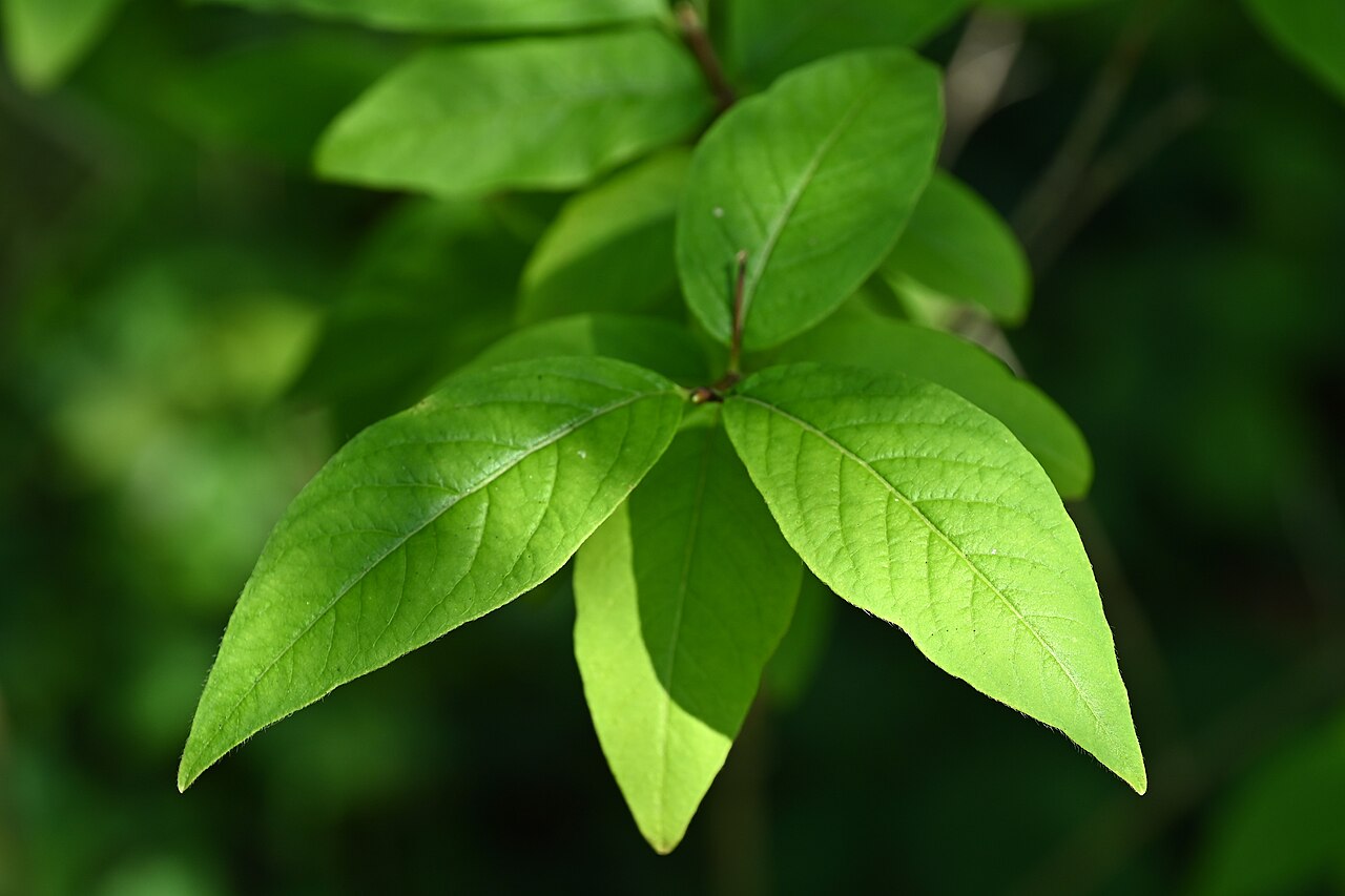Lonicera maximowiczii: Lonicera maximowiczii var. sachalinensis in Rogów Arboretumin central Poland