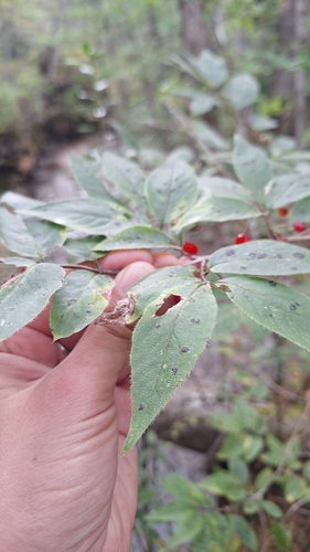 Lonicera maximowiczii (Lonicera maximowiczii)