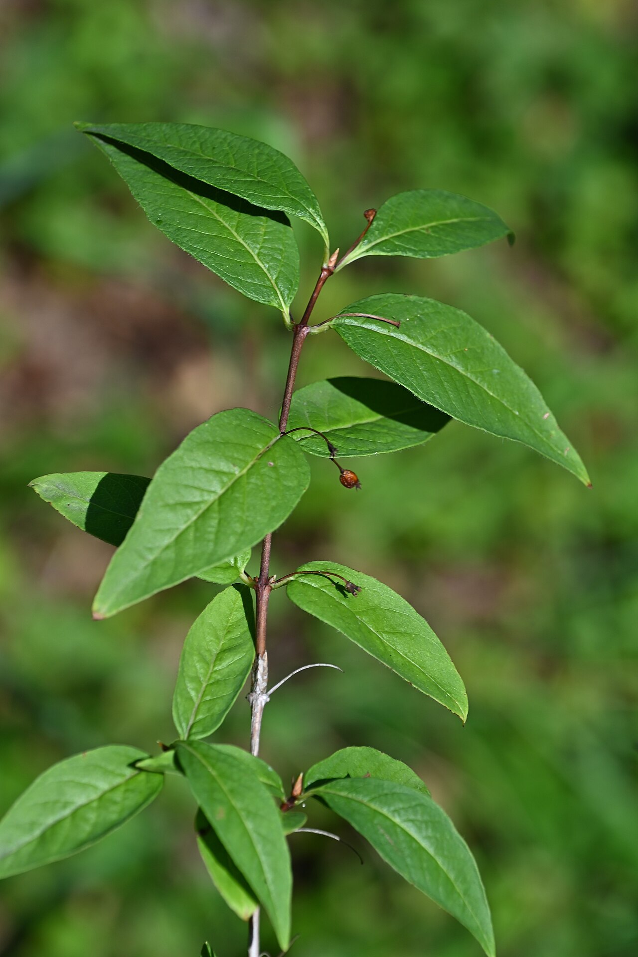 Lonicera maximowiczii: Lonicera maximowiczii var. sachalinensis in Rogów Arboretumin central Poland