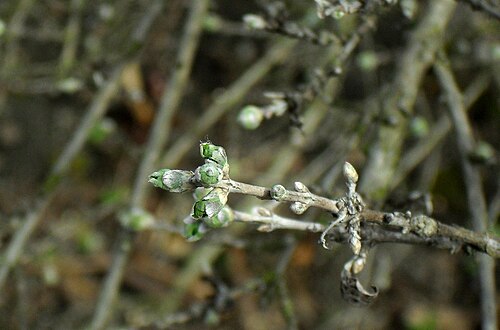 Lonicera microphylla: Lonicera microphylla - Botanischer Garten Leipzig