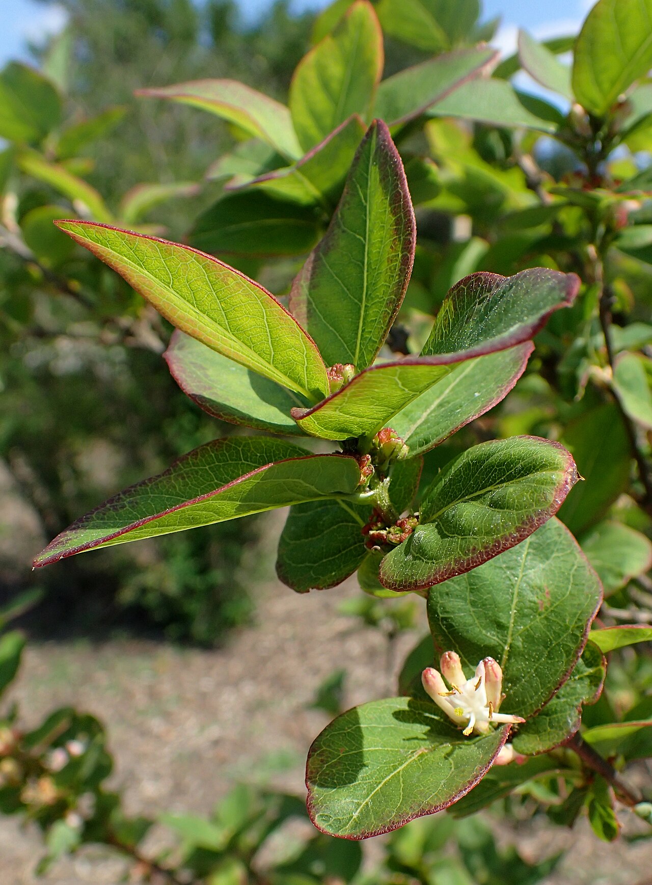Lonicera modesta: Lonicera modesta in the Botanischer Garten, Berlin-Dahlem