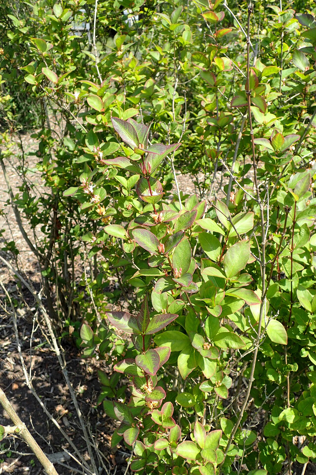 Lonicera modesta: Lonicera modesta in the Botanischer Garten, Berlin-Dahlem