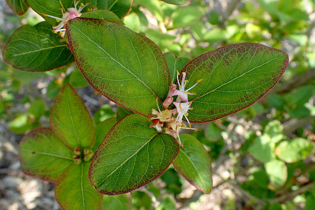 Lonicera modesta: Lonicera modesta in the Botanischer Garten, Berlin-Dahlem