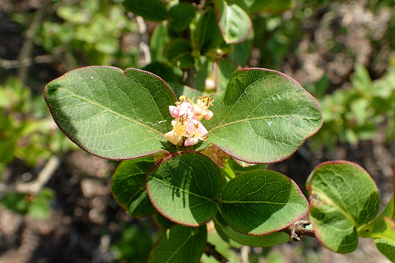 Lonicera modesta: Lonicera modesta in the Botanischer Garten, Berlin-Dahlem