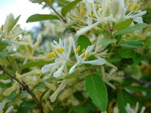 Morrow's honeysuckle: Lonicera morrowii (Morrow's Honeysuckle). Date: 2003-06-01. Location: North Pleasant Street Amherst, MA Photographer: Erica Asai.