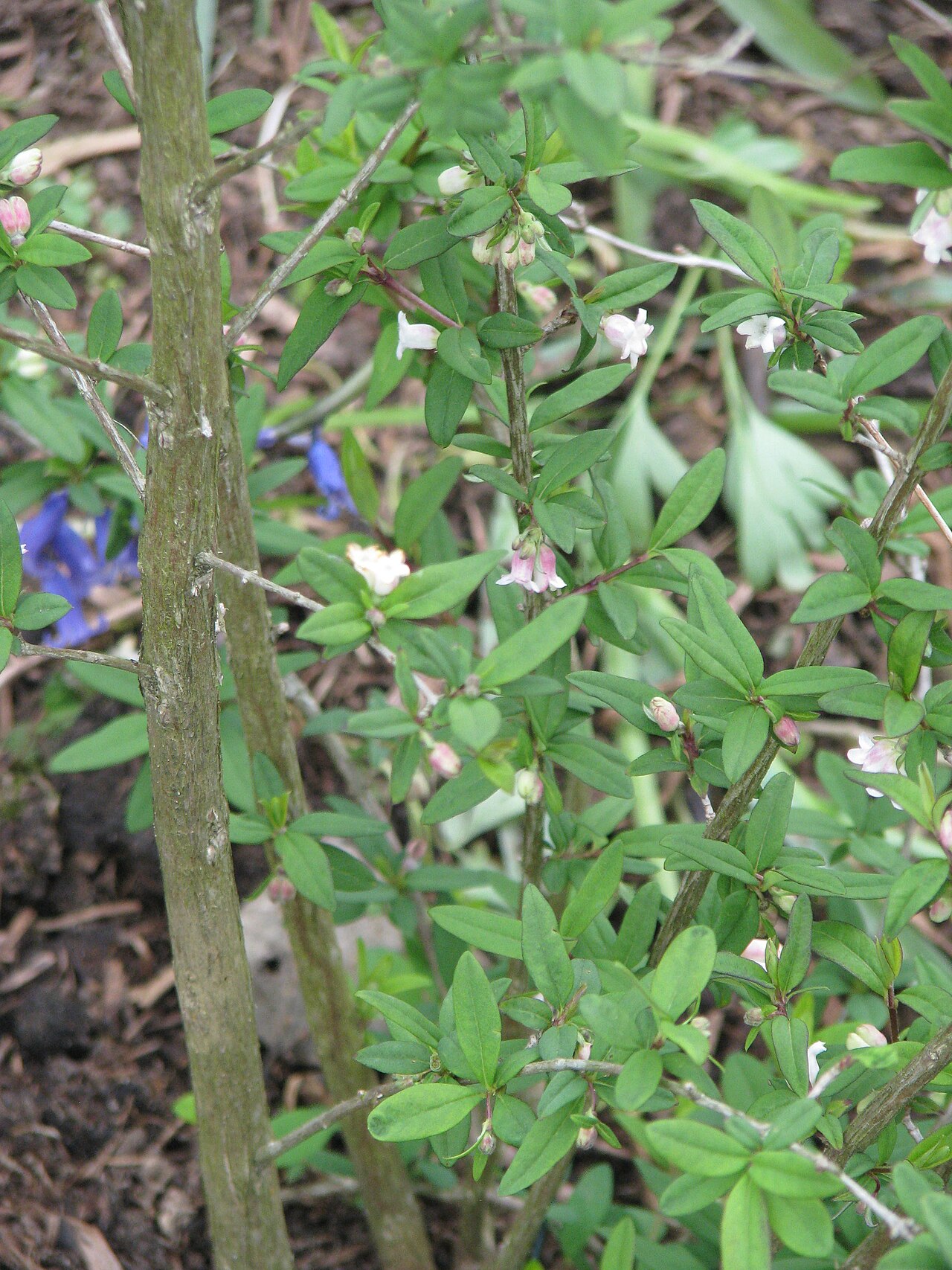 Lonicera myrtilloides: Lonicera mytilloides