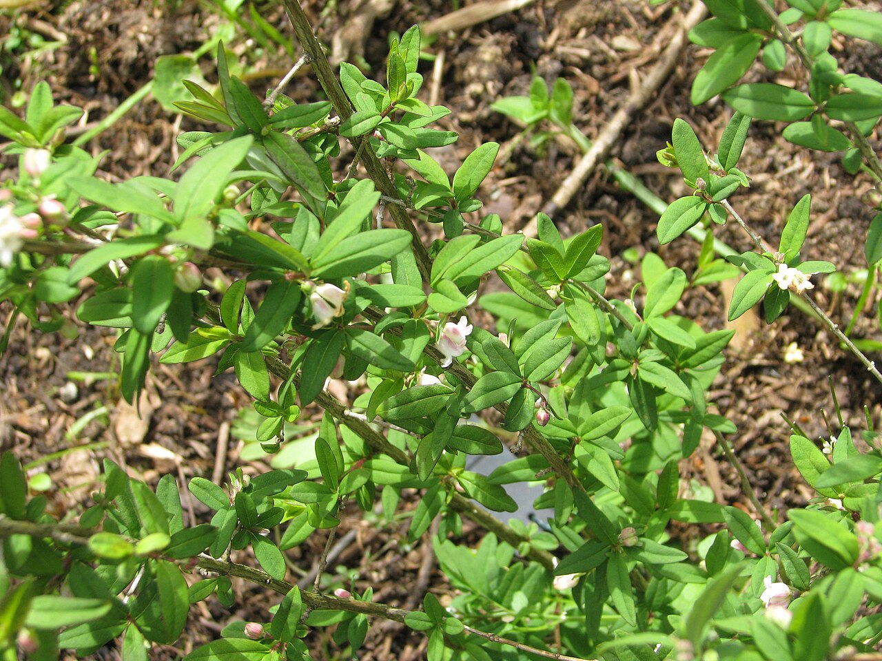 Lonicera myrtilloides: Lonicera mytilloides