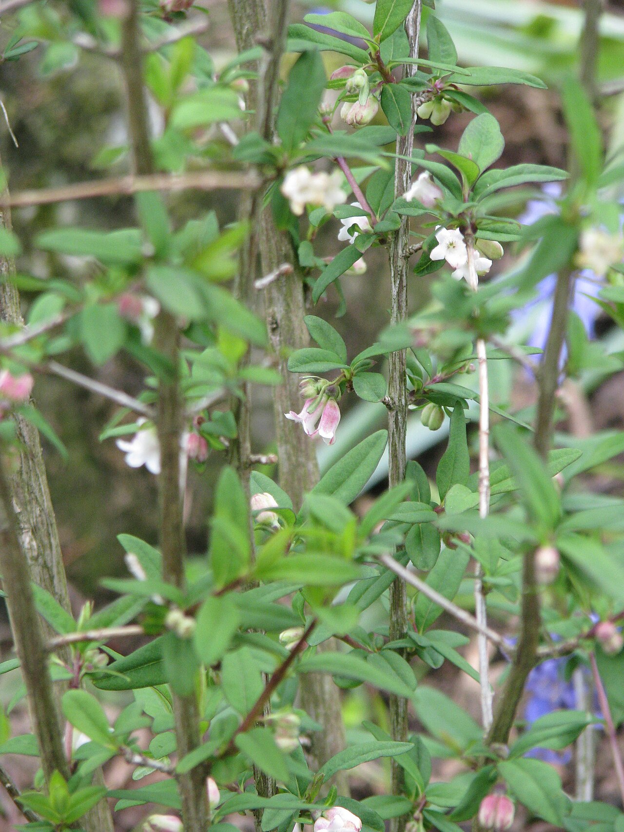 Lonicera myrtilloides: Tiny flowers - about 5mm across.