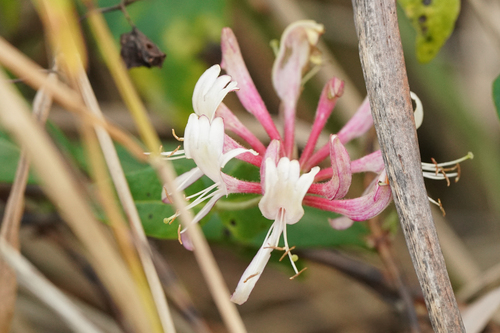 European honeysuckle (Lonicera periclymenum)