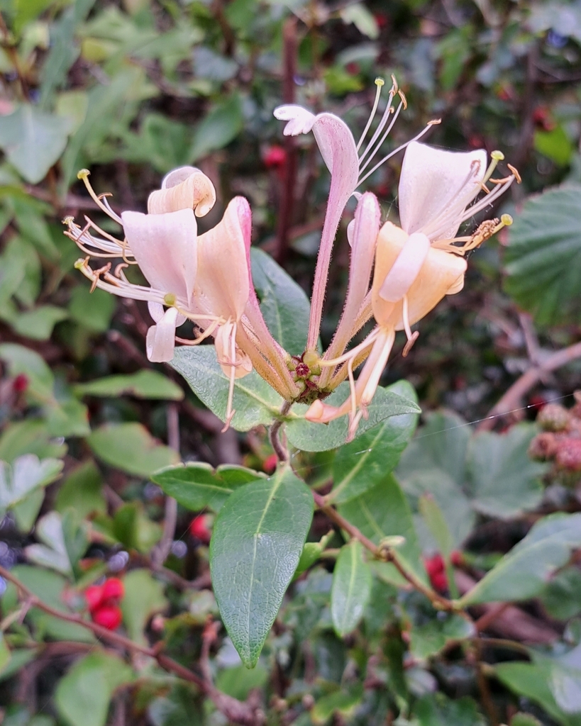 European honeysuckle (Lonicera periclymenum)