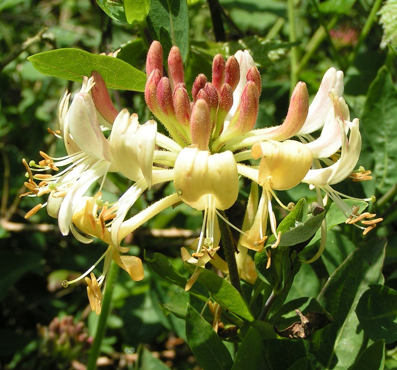 European honeysuckle (Lonicera periclymenum)