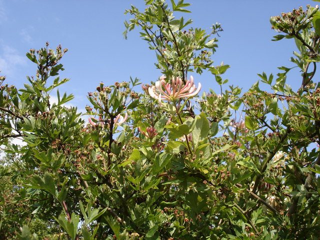 European honeysuckle: Honeysuckle - Lonicera periclymenum