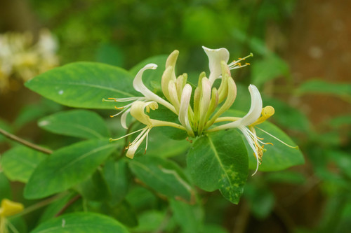 European honeysuckle (Lonicera periclymenum)