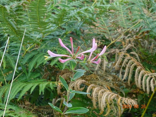 European honeysuckle (Lonicera periclymenum)