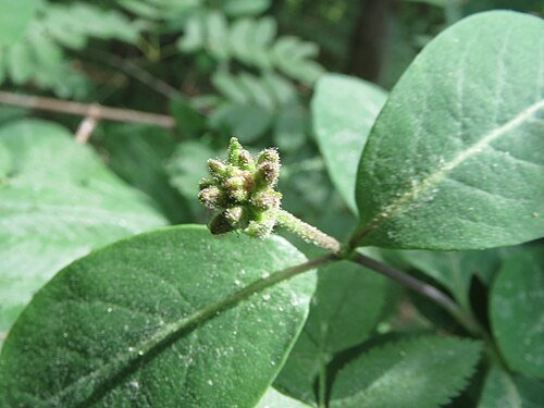 European honeysuckle: Waldgeißblatt ( Lonicera periclymenum ) in der Schwetzinger Hardt