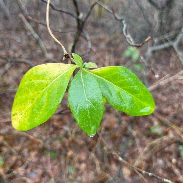 European honeysuckle (Lonicera periclymenum)
