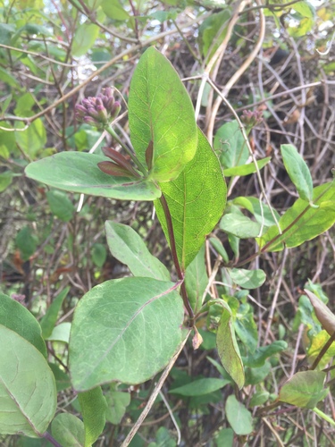 European honeysuckle (Lonicera periclymenum)