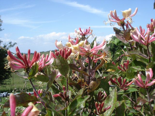 European honeysuckle: Honeysuckle - Lonicera periclymenum
