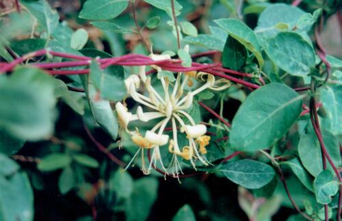European honeysuckle (Lonicera periclymenum)