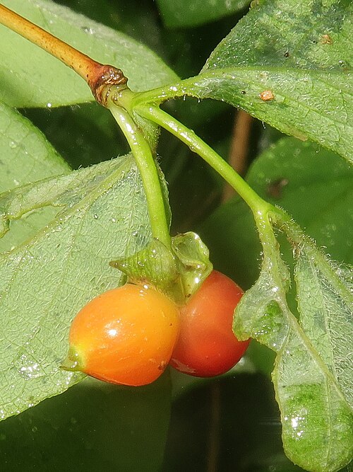 Lonicera praeflorens: Lonicera praeflorens var. japonica , Tamura city, Fukushima pref., Japan