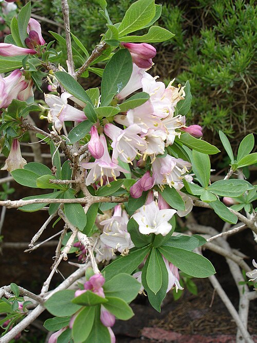 Lonicera pyrenaica: Lonicera pyrenaica