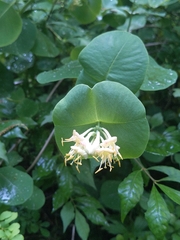 Grape honeysuckle (Lonicera reticulata)