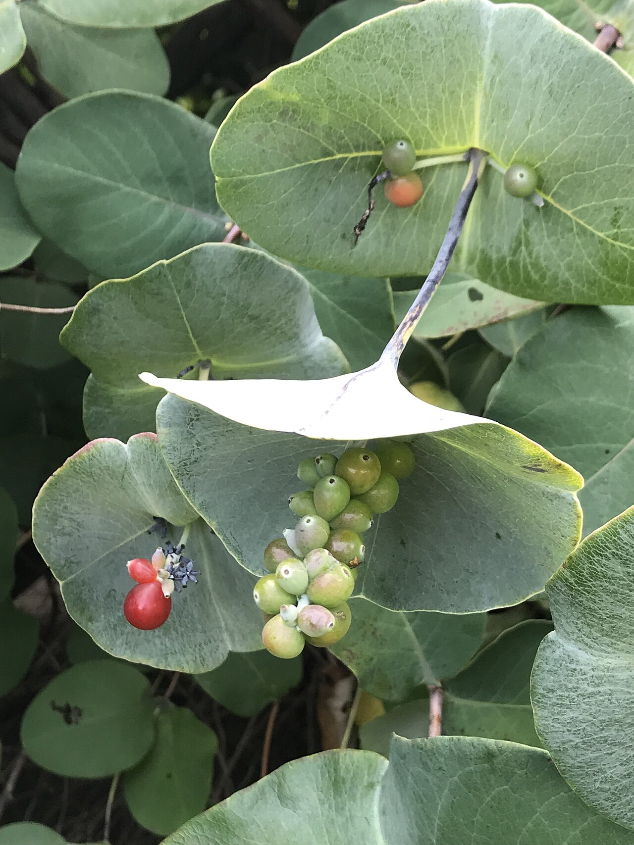 Grape honeysuckle: Lonicera reticulata Kintzley's Ghost ® in the New York Botanical Garden, Bronx, NY, USA