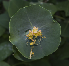 Grape honeysuckle (Lonicera reticulata)