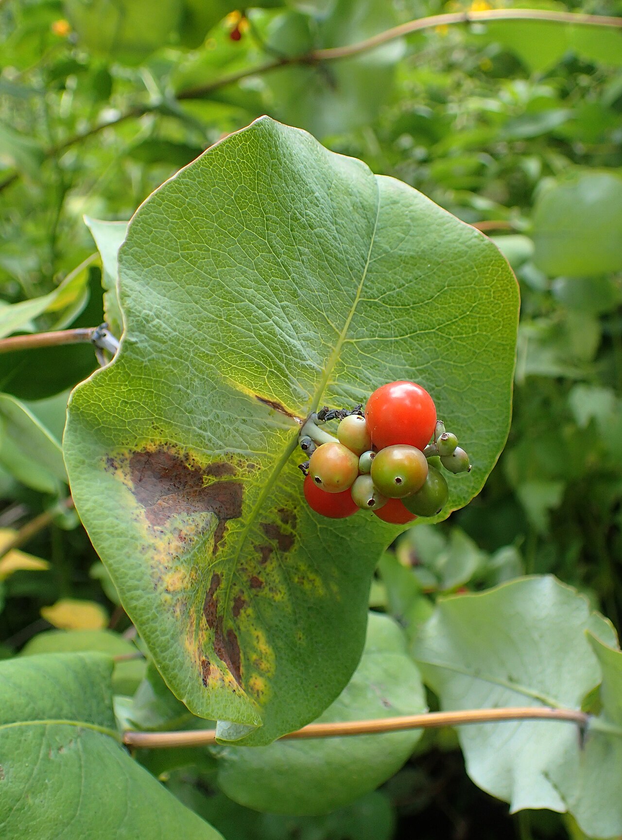 Grape honeysuckle: Lonicera prolifera at Chicago Botanic Garden