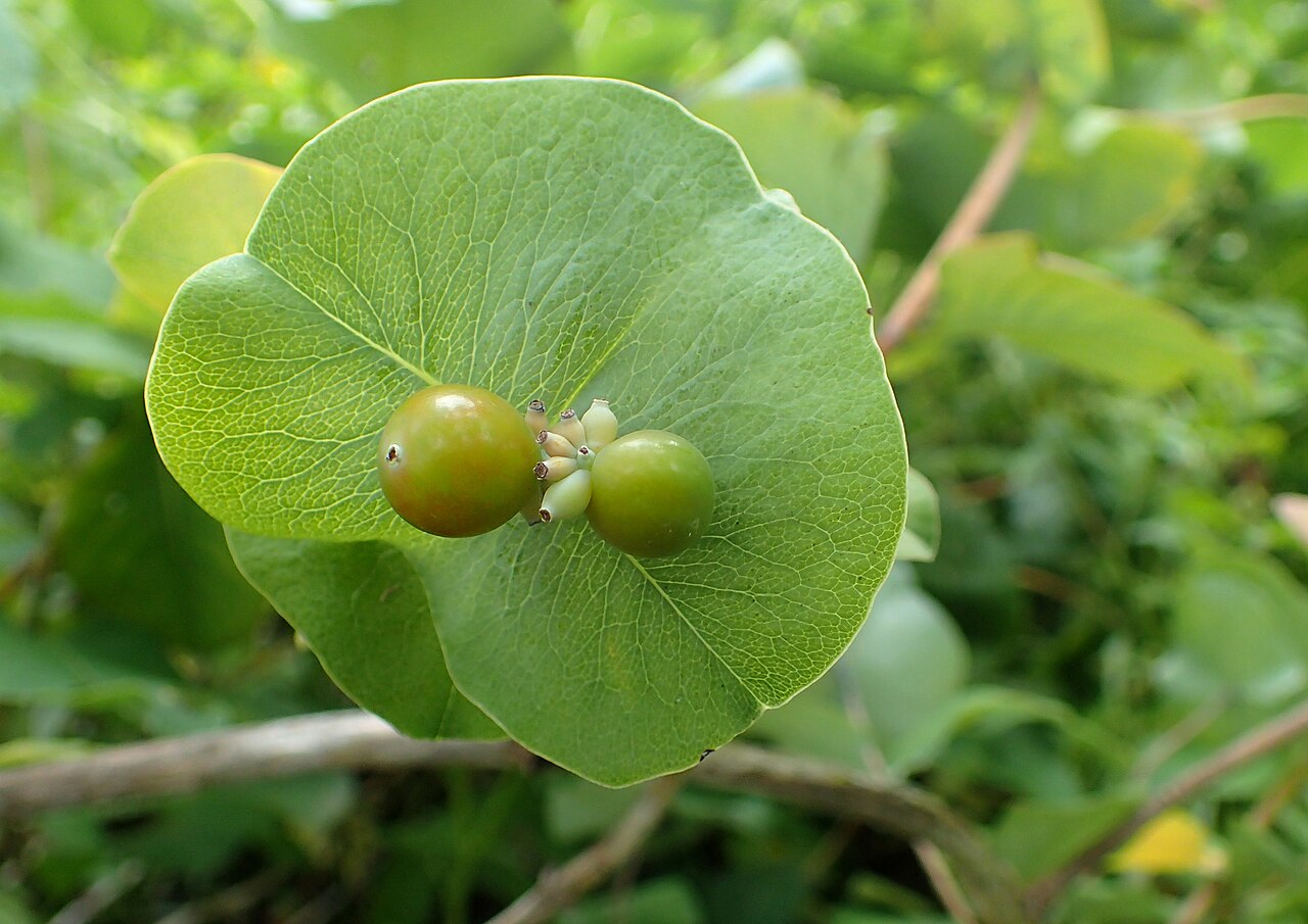 Grape honeysuckle: Lonicera prolifera at Chicago Botanic Garden