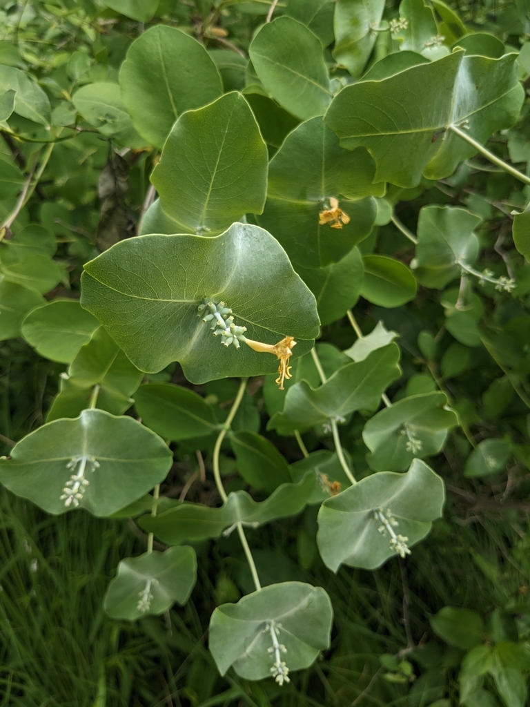Grape honeysuckle (Lonicera reticulata)