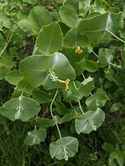 Grape honeysuckle (Lonicera reticulata)