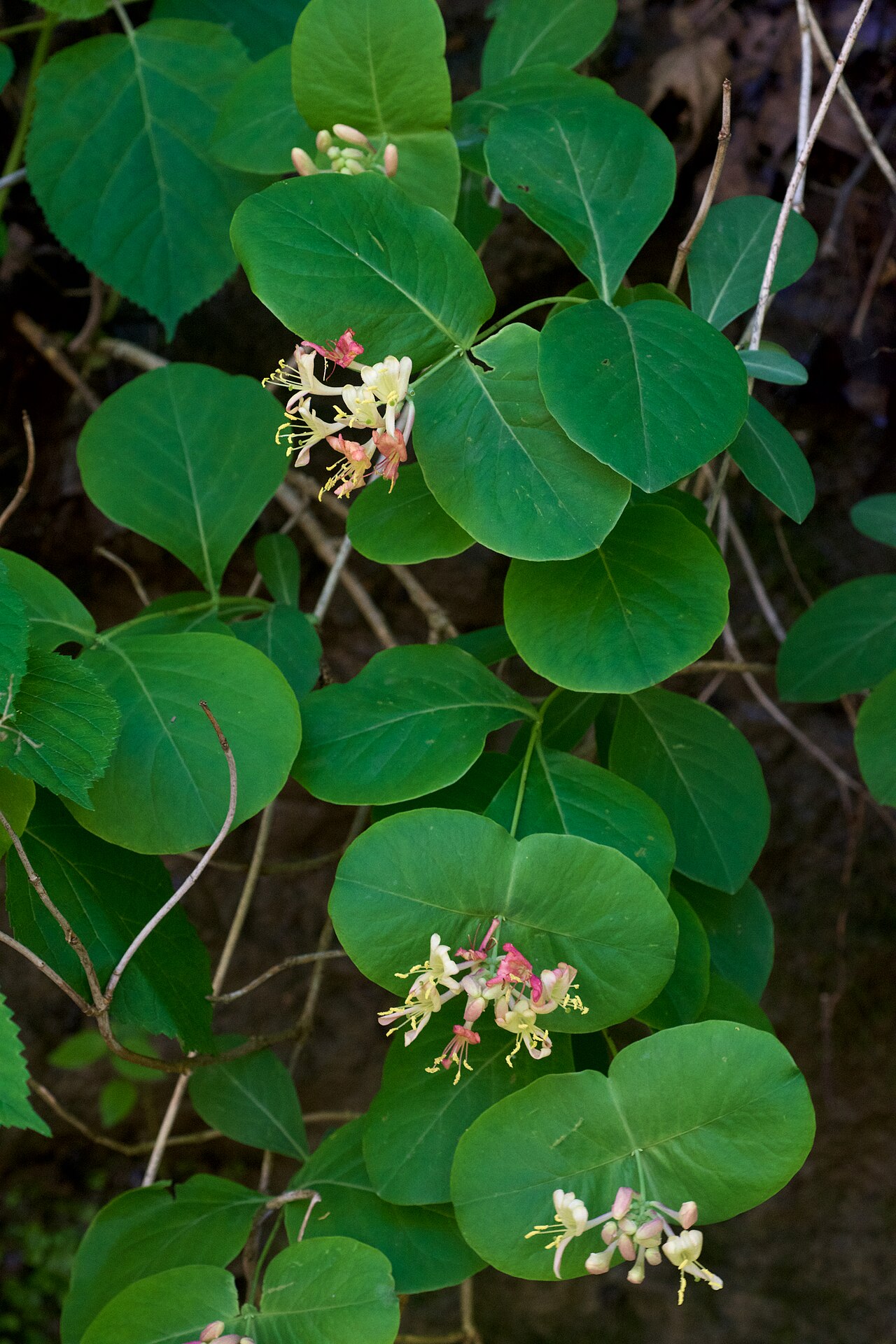 Grape honeysuckle: Common name: grape honeysuckle Species from the upper midwest. Northern Arkansas is at the extreme southern edge of the species' range. Photographed at The Natu