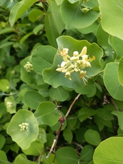 Grape honeysuckle (Lonicera reticulata)